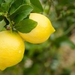 citroenen-Gardameer-1